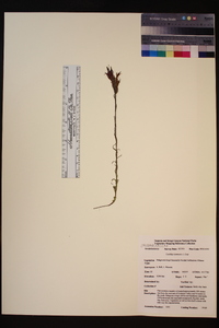 Castilleja lemmonii image